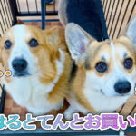 はるとてんとお買い物