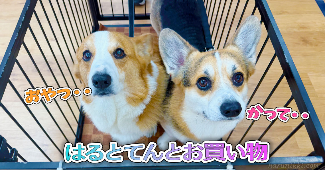 はるとてんとお買い物