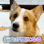 行方が気になる