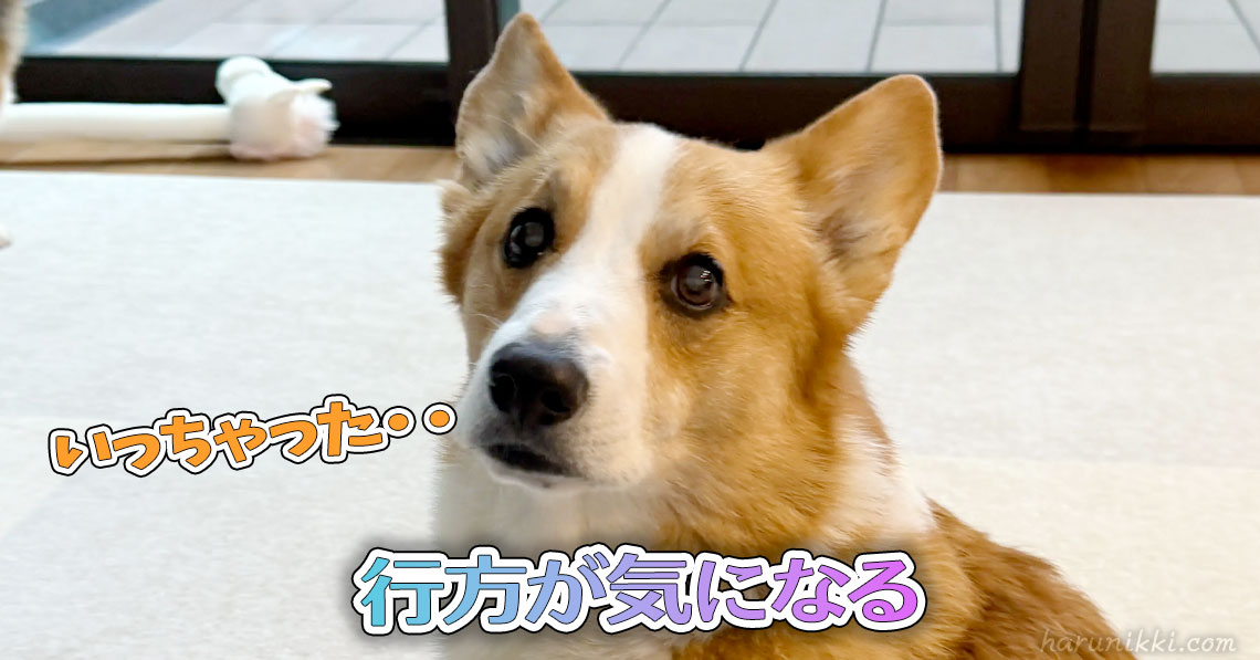 行方が気になる