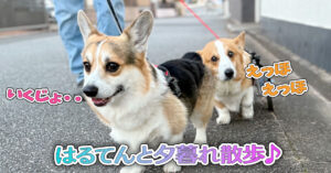 はるてんと夕暮れ散歩♪