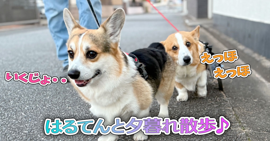 はるてんと夕暮れ散歩♪