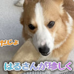 はるさんが珍しく