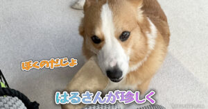 はるさんが珍しく