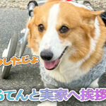 はるてんと実家へ挨拶に！