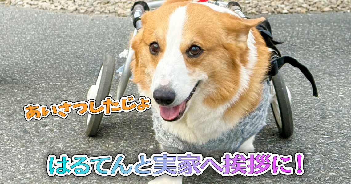 はるてんと実家へ挨拶に！