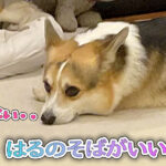 はるのそばがいい