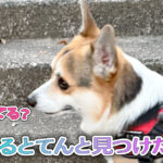 はるとてんと見つけた梅