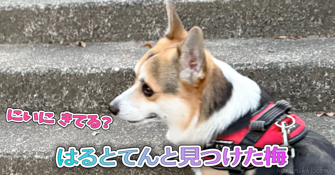 はるとてんと見つけた梅