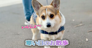 寒い日のお散歩