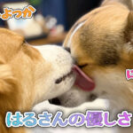 はるさんの優しさ