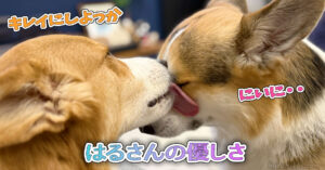 はるさんの優しさ