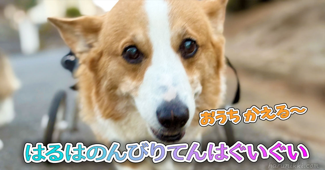 はるはのんびりてんはぐいぐい