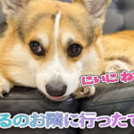 はるのお隣に行ったてん