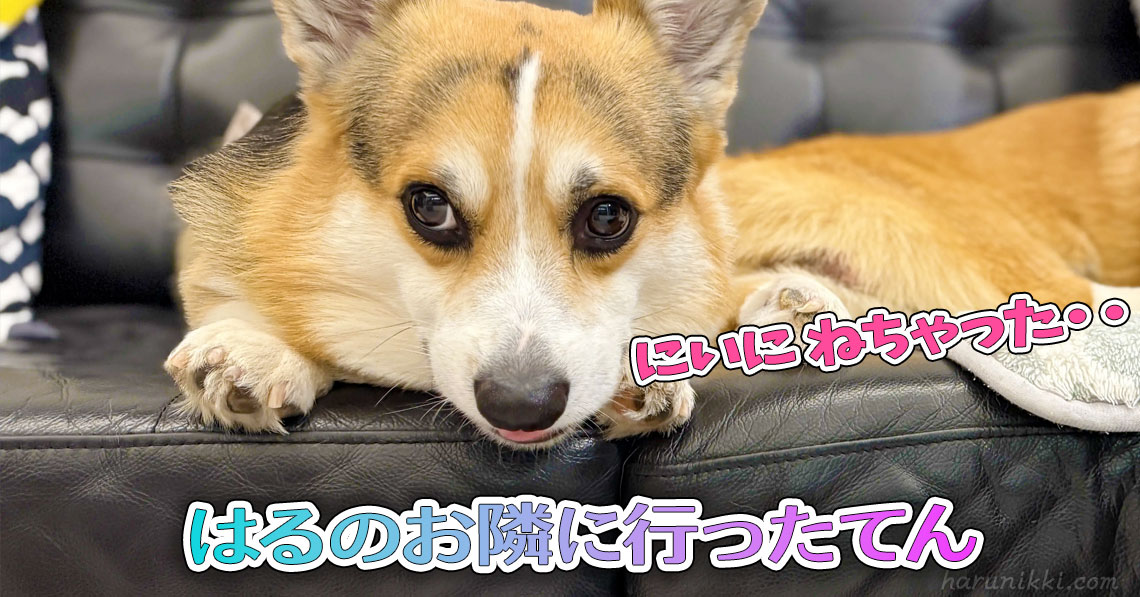 はるのお隣に行ったてん