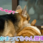 かまってちゃん登場