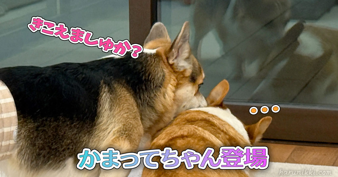 かまってちゃん登場