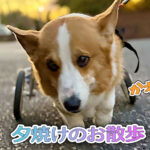 夕焼けのお散歩