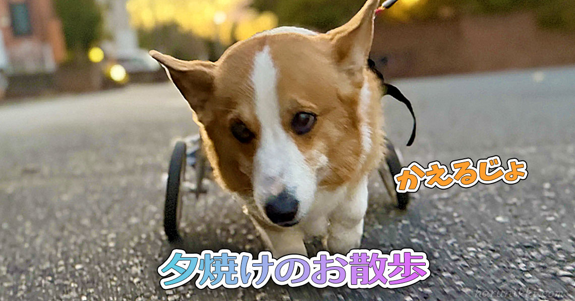 夕焼けのお散歩