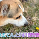 はるてんと河川敷散歩