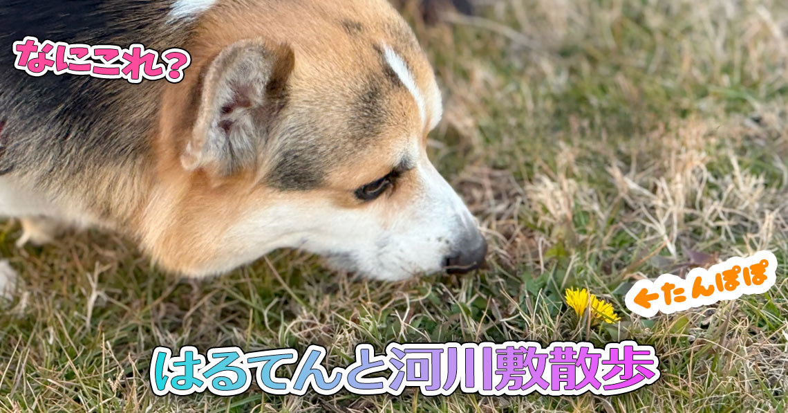 はるてんと河川敷散歩