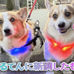 はるてんに新調したもの