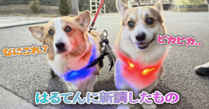 はるてんに新調したもの