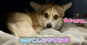 はるてんおやすみ中