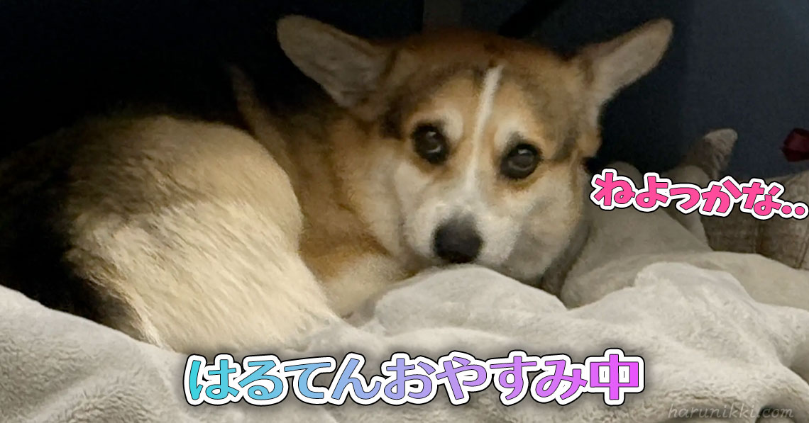 はるてんおやすみ中