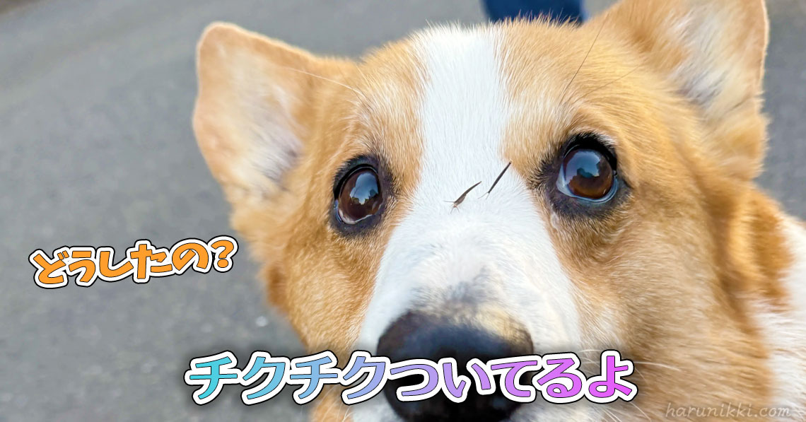 チクチクついてるよ