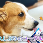 久しぶりのヨーグルト