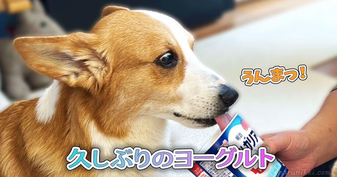 久しぶりのヨーグルト