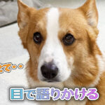 目で語りかける