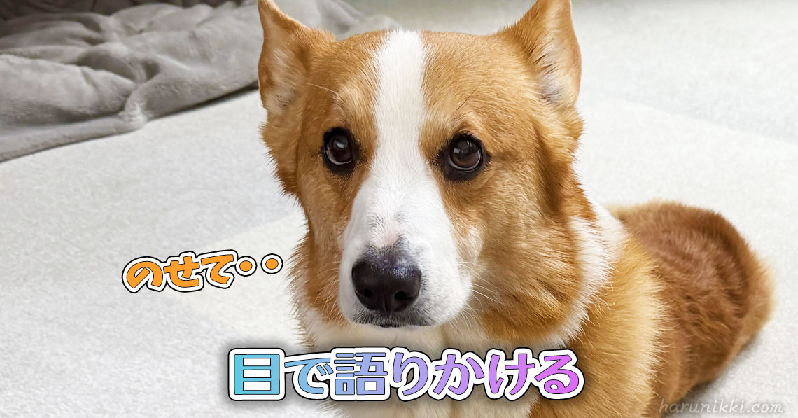 目で語りかける