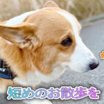 短めのお散歩を