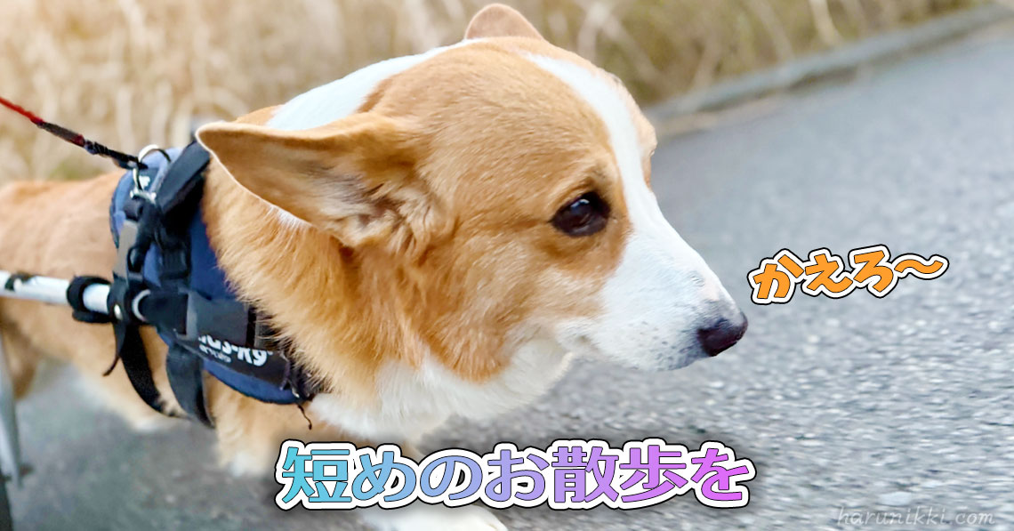 短めのお散歩を