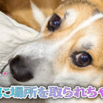 はるに場所を取られちゃった