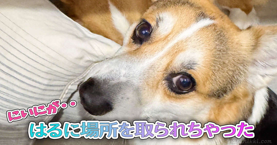 はるに場所を取られちゃった