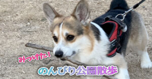 のんびり公園散歩