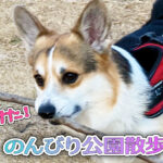 のんびり公園散歩