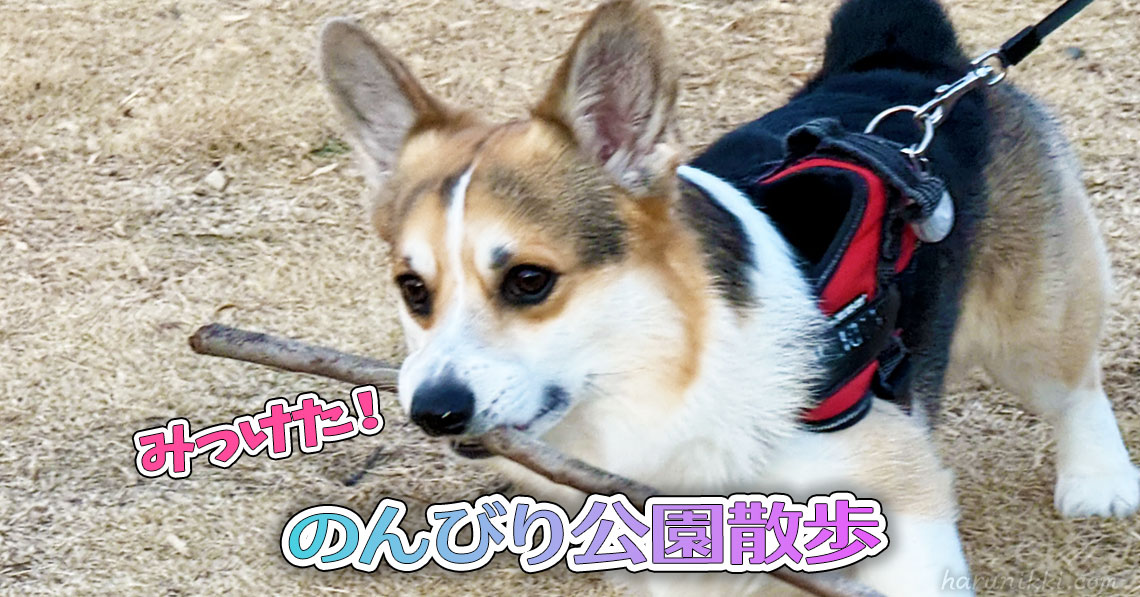 のんびり公園散歩