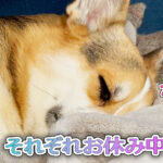 それぞれお休み中