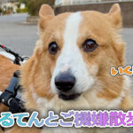 はるてんとご機嫌散歩♩