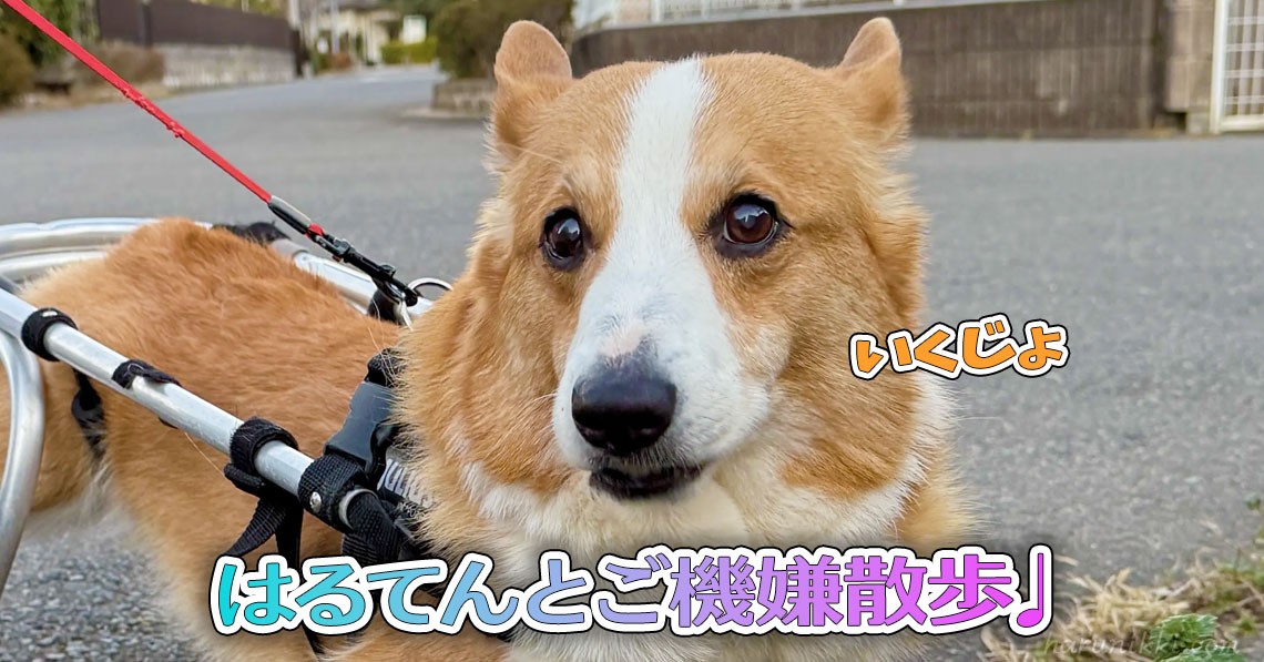 はるてんとご機嫌散歩♩