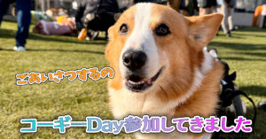 コーギーDay参加してきました