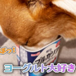 ヨーグルト大好き