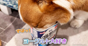 ヨーグルト大好き