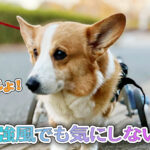 強風でも気にしない