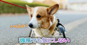 強風でも気にしない