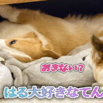 はる大好きなてん